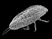Scale insect nymph, SEM