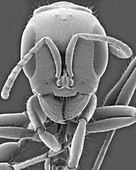 Mexican ant, SEM