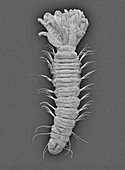Micro-polychaete worm (Augeneriella dubia), SEM