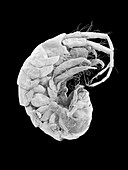 Marine amphipod (Polynesoecetes kekeae), SEM