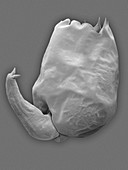 Euryhaline rotifer (Brachionus plicatilis), SEM