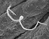 Nematocyst from box jellyfish (Carybdea alata), SEM