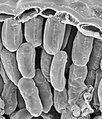 Rosemary leaf cross section (Rosmarinus officinalis), SEM