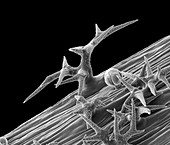 Lavender stem trichomes (Lavandula sp.), SEM