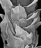 Spanish moss thallus (Tillandsia usneoides), SEM