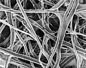 Cellulose fibres (print paper), SEM