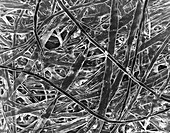 Cellulose fibres (Japanese print paper), SEM