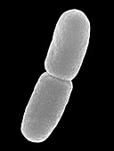 Pseudomonas aeruginosa bacteria, SEM