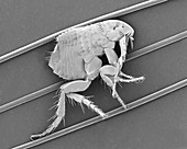 Dog flea on dog hair, SEM