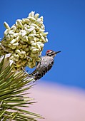 Ladder-backed woodpecker feeding