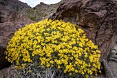 Brittlebush (Encelia farinosa) in flower