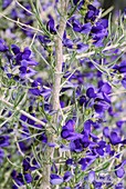 Schott's dalea (Psorothamnus schottii) in flower