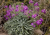 Hoary stock (Matthiola incana) in flower and fruit