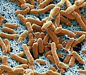 Pseudomonas bacteria, SEM