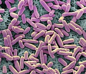 E. coli bacteria, SEM