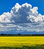 Rapeseed field and Grand Teton Mountains, USA