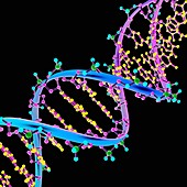 DNA Illustration