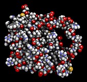 BCL-2 regulatory protein molecule, illustration