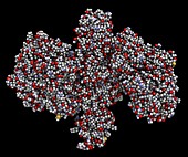 Botulinum toxin molecule, illustration