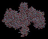 Botulinum toxin molecule, illustration