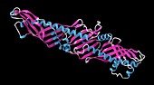 CETP protein molecule, illustration