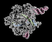 CRISPR-CAS9 gene editing complex, illustration