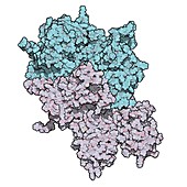 Coagulation factor VIII molecule, illustration
