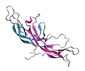 Chorionic gonadotropin molecule, illustration