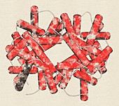 Haemoglobin molecule, illustration