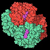 Haemoglobin protein molecule, illustration