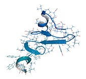 Epidermal growth factor molecule, illustration