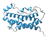 Human growth hormone molecule, illustration