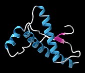 Human prion protein molecule, illustration