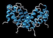 Interferon gamma molecule, illustration