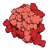 Insulin hormone molecule, illustration