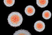 Hepatitis C Virus particles, illustration