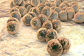 Gonorrhoeae bacteria, illustration