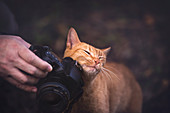 Cat rubbing on camera lens