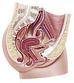 Female reproductive system, illustration