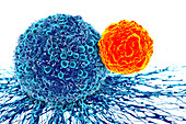 Cancer cell and T cell, illustration