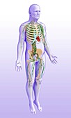 Male skeletal and lymphatic systems, illustration