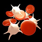 Red and white blood cells, illustration