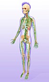 Child's lymphatic systems, illustration