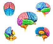 Human brain regions, illustration