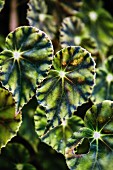 Leaves of the begonia