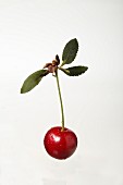 A sour cherry on a stem with leaf