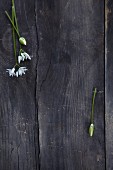 Bärlauchblüten auf schwarzem Holzuntergrund (Aufsicht)