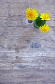 Dandelions in a small vase