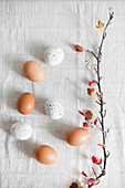 Braune und weiße, gesprenkelte Eier und Frühlingszweig auf weißem Stoffuntergrund