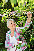 Woman cutting lilacs